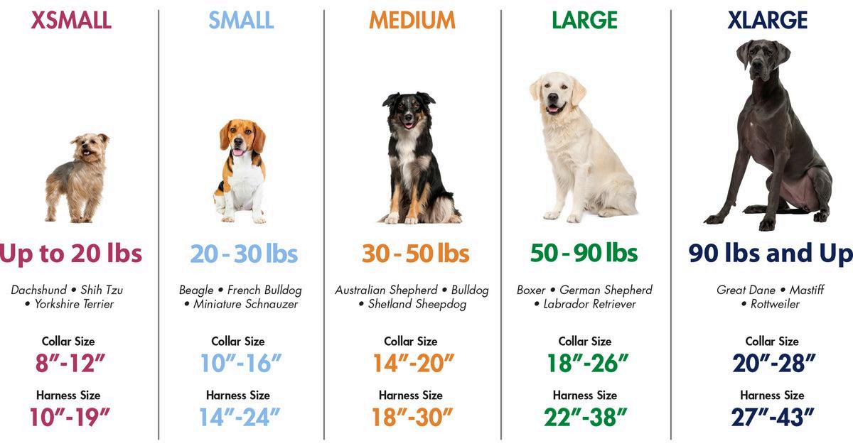 Pet Size Reference